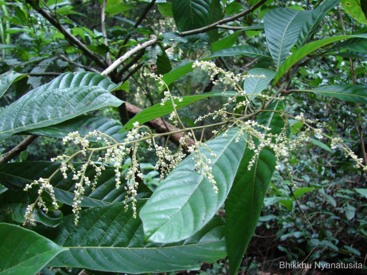 Meliosma simplicifolia (Roxb.) Walp.